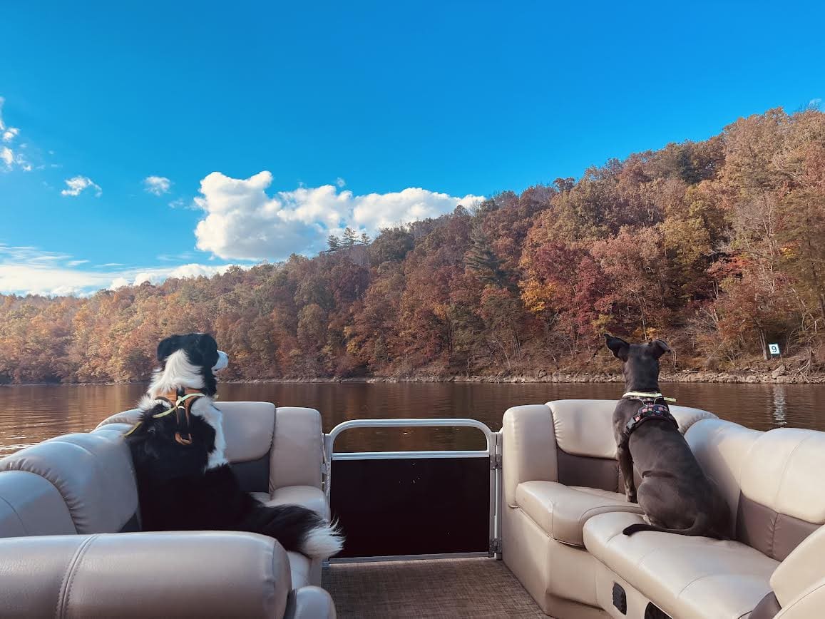 Two dogs sitting on a boat and looking at the mountains